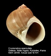 Cryptonatica operculata (3)